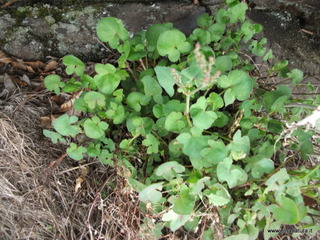 otta Acqua Vitale-04-05-2014 11-42-29